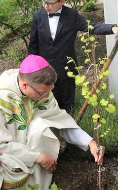 Fachmännisch pflanzt der Bischof einen Weinstock